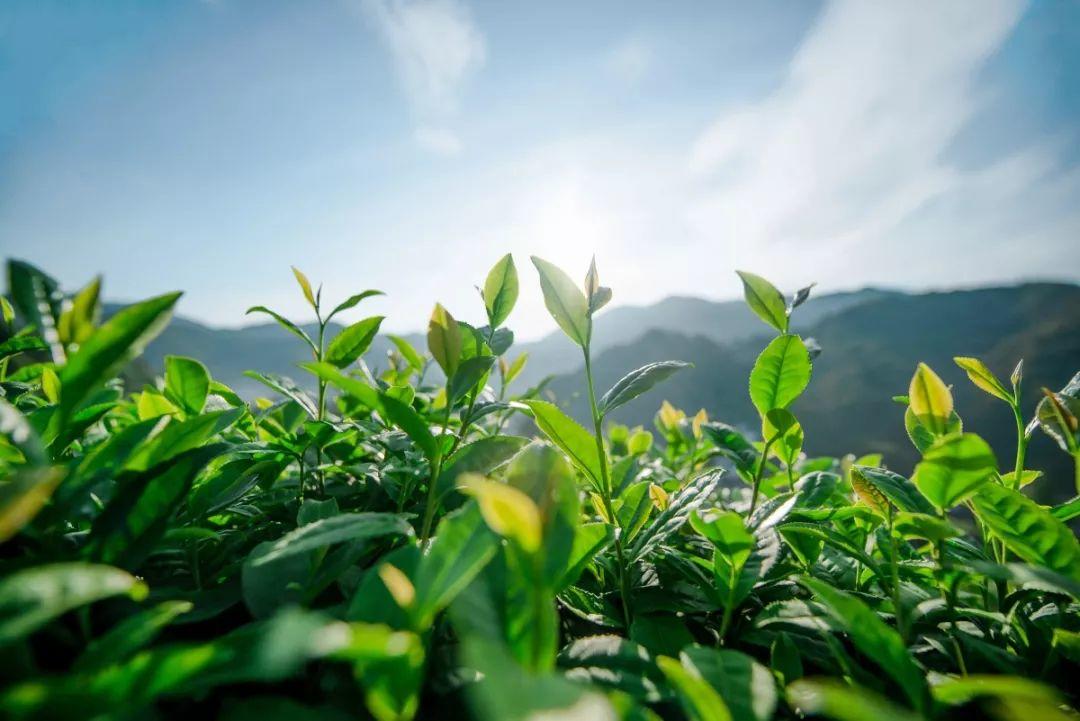 茶之有道 沛然天成